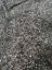 Picture of Sequin stretch mesh