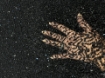 Picture of Black embroidery with sequins and pearls