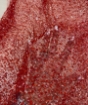 Picture of Elastic mesh with beads and sequins