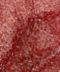 Picture of Elastic mesh with beads and sequins