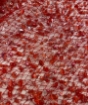 Picture of Elastic mesh with beads and sequins
