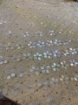 Picture of Embroidery Sequins & Beads