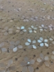 Picture of Embroidery Sequins & Beads