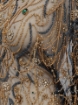 Picture of "Golden crystal and fringe embroidery"
