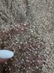 Picture of Mesh embroidery with greige/champagne sequins