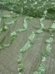 Picture of Beading with mint green sequins and beads