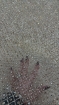 Picture of Rose champagne crystal embroidery